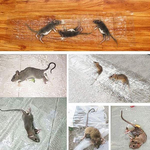 Transparent Rat Trap Magic Carpet